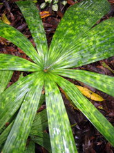 لیکوآلا داسیانتا